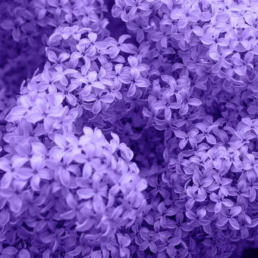 Spring Fragrance Trends for 2025