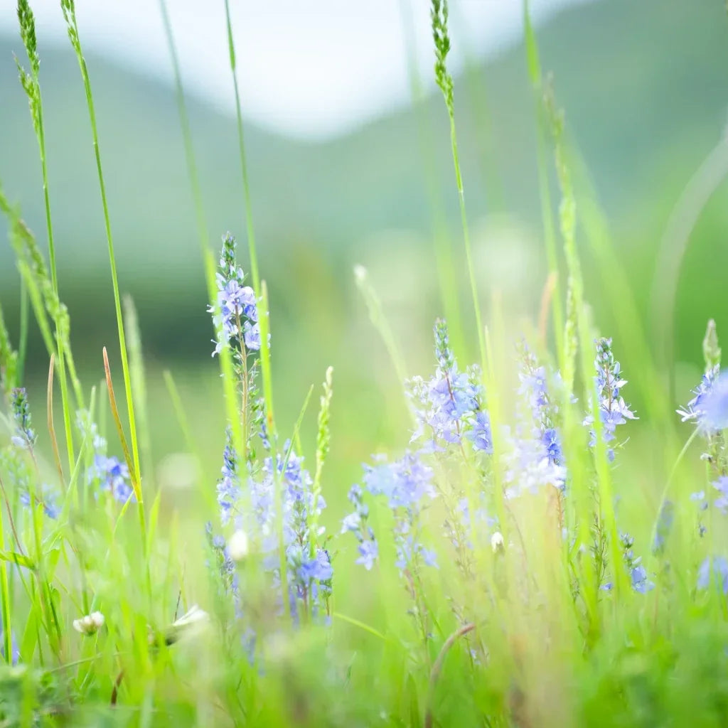 Need a mood boost? What’s the best candle scent for seasonal mood boosts