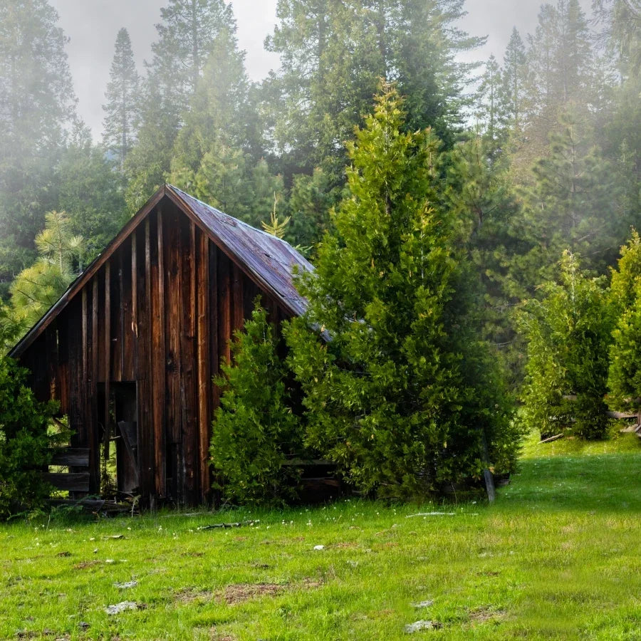 Rustic wooden barn surrounded by tall evergreen trees in a peaceful forest clearing