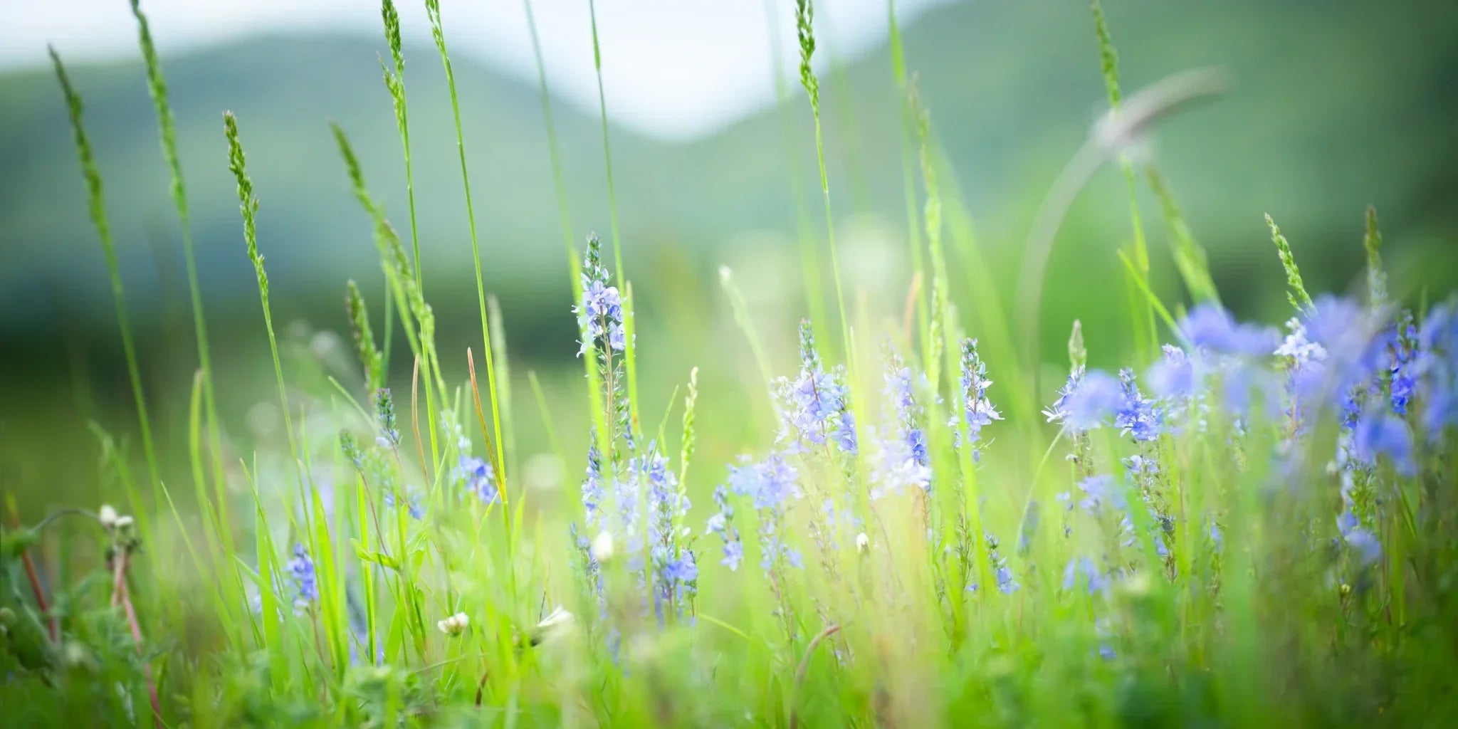 Need a mood boost? What’s the best candle scent for seasonal mood boosts
