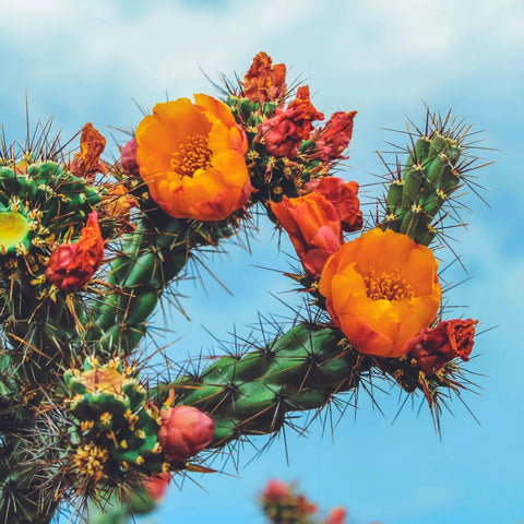 prickly pear cactus flower essence Baja Cactus Blossom Type Fragrance Oil 8 oz